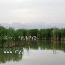 ת